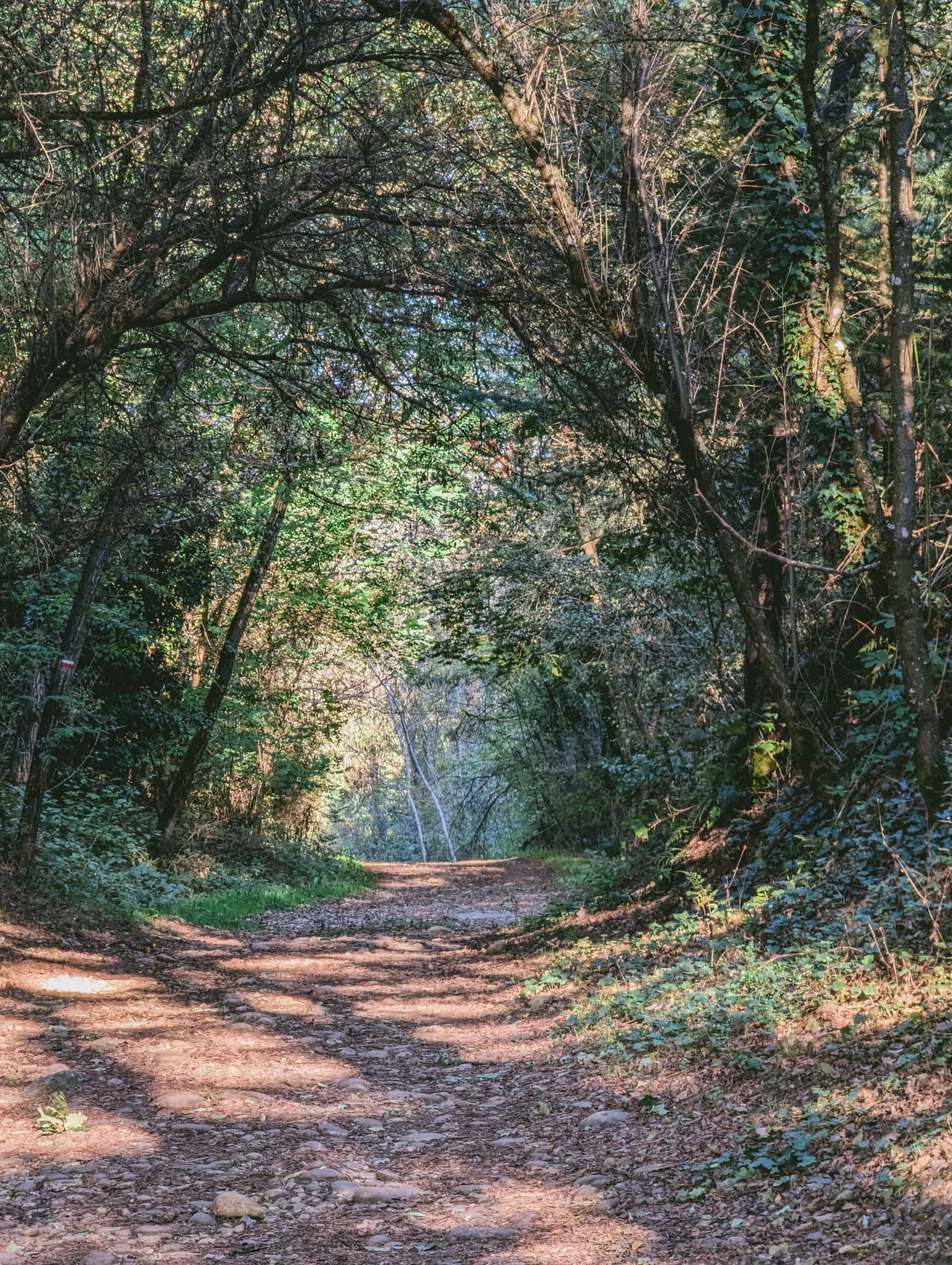 bienfaits-naturels-des-bains-de-foret-naturopathie5